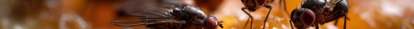 Summer Pest Control & Patio Sanitation: Beat the “Sticky Season” Before It Bites Back
