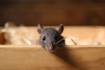 Rodent Proof Your Business Before the Temperature Drops